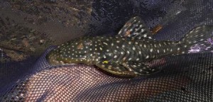 Unila realiza levantamento inédito de espécies de peixe no Paraná 