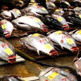 Pesca: Prática indiscriminada ameaça o atum e outros peixes nos oceanos