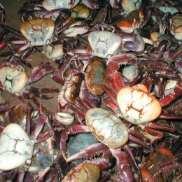 Caranguejo verde garante sustentabilidade à cadeia produtiva do crustáceo