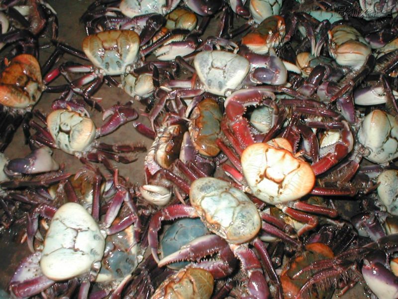 Caranguejo verde garante sustentabilidade à cadeia produtiva do crustáceo