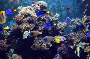 MPA simplifica transporte de peixes ornamentais 