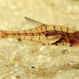 Pesquisadores descobrem peixe transparente de 15 mm no Amazonas