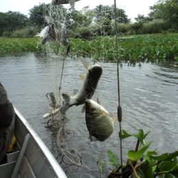 Walmart monitora pescados e amplia projeto para fortalecer agricultura familiar