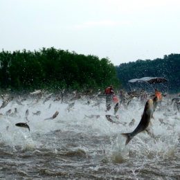 Definido período da Pirecema em Mato Grosso
