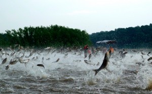 Definido período da Pirecema em Mato Grosso