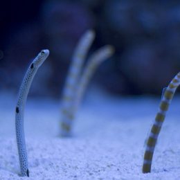 As novas espécies de peixes do Oceanário ficam enterradas como as flores do jardim