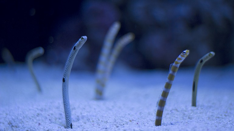 As novas espécies de peixes do Oceanário ficam enterradas como as flores do jardim