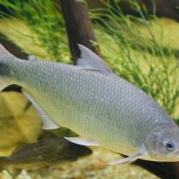 Biologia e fisiologia de peixes neotropicais de água doce