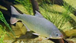 Biologia e fisiologia de peixes neotropicais de água doce