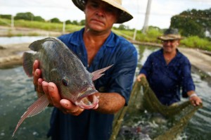 MPA abre Consulta Pública para programa “Aquicultura com Sanidade”
