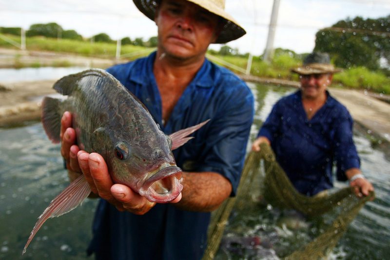 MPA abre Consulta Pública para programa “Aquicultura com Sanidade”