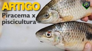 Piracema x piscicultura