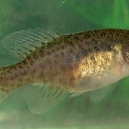 Novas espécies 2014