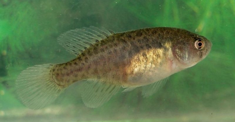 Novas espécies 2014