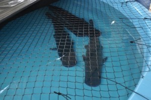 Aquário do Pantanal já tem 600 peixes e restante deve chegar até dia 15