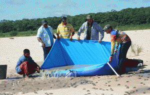 Pescadores e ribeirinhos aderem programas de manejo de peixes e quelônios na Amazônia