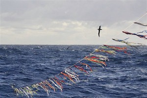 Novas regras devem reduzir captura acidental de aves marinhas 