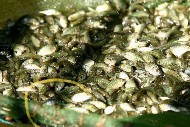Brasil coloca em Consulta Pública Programa Sanitário para Tilápias