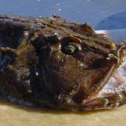 Cientistas fazem imagens raras de peixe no fundo do mar