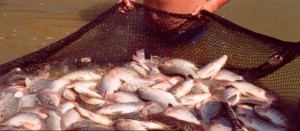 Piscicultura é incentivada no Nortão