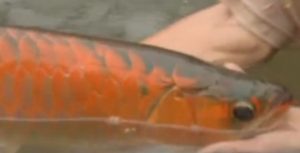 Região Centro-Oeste lidera produção de peixes em cativeiro com 43,1%