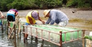 Projeto visa tornar o Rio Grande do Norte líder na oferta de ostra do mangue no NE