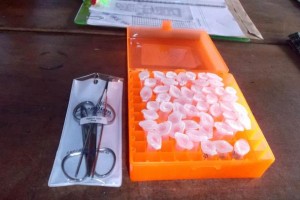 Análise de DNA vai auxiliar na reprodução de pirarucus em cativeiro