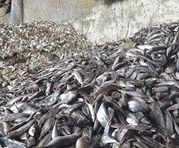 Nova lei: embalagens de pescado devem mudar em breve
