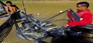 Acre produziu 20 mil toneladas de peixe e prevê 25 mil para o próximo ano
