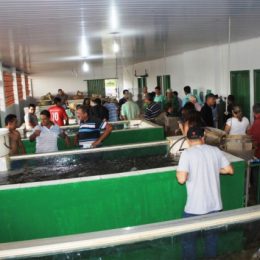 Empaer comercializa 50 mil alevinos em apenas um dia em Livramento