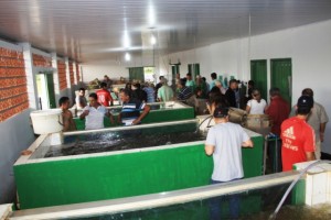 Empaer comercializa 50 mil alevinos em apenas um dia em Livramento