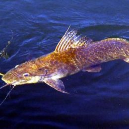 Mais informações sobre o peixe Jundiá