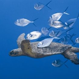 Pesquisa traça comportamento de peixes e invertebrados aquáticos