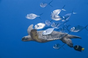 Pesquisa traça comportamento de peixes e invertebrados aquáticos