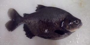 Interessados podem sugerir alterações em projetos de normas em aquicultura