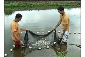 Produtores investem na criação de peixes no Tocantins