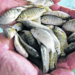 País ganha primeiro Centro Artificial de Aquicultura e Piscicultura