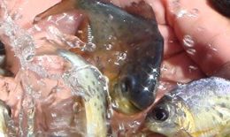 Ministro participa de evento sobre pesca e aquicultura