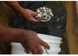 Empaer comercializará alevinos