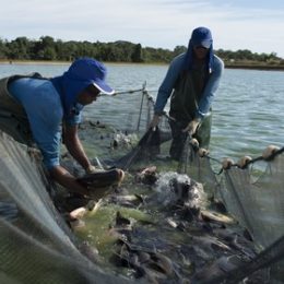 Como impermeabilizar o solo para lagos de pesca