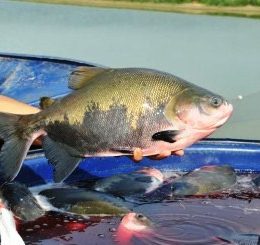 Crédito Rural para pequenos produtores supera R$ 1 bilhão em quatro anos