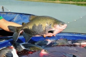 Crédito Rural para pequenos produtores supera R$ 1 bilhão em quatro anos