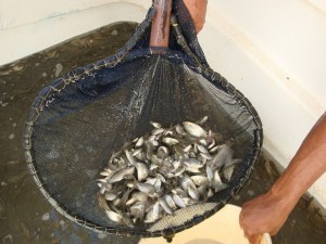 Codevasf amplia produção de alevinos no sertão pernambucano