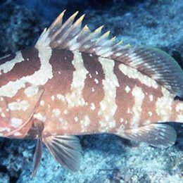 Brasil desenvolve projeto inédito de reprodução de garoupa em cativeiro