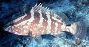 Brasil desenvolve projeto inédito de reprodução de garoupa em cativeiro