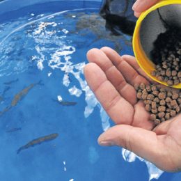 Atraso no Aquário do Pantanal encarece manutenção de peixes