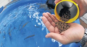Atraso no Aquário do Pantanal encarece manutenção de peixes