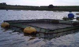 Projeto estimula produção de alimentos em aldeias Tembé