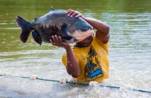 Pesquisa calcula capacidade de produção de peixes em reservatório