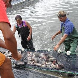 Água salobra é usada para produzir peixe